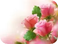 Pink Roses Puzzle Pink Roses Puzzle