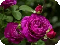 Purple Roses Puzzle Purple Roses Puzzle