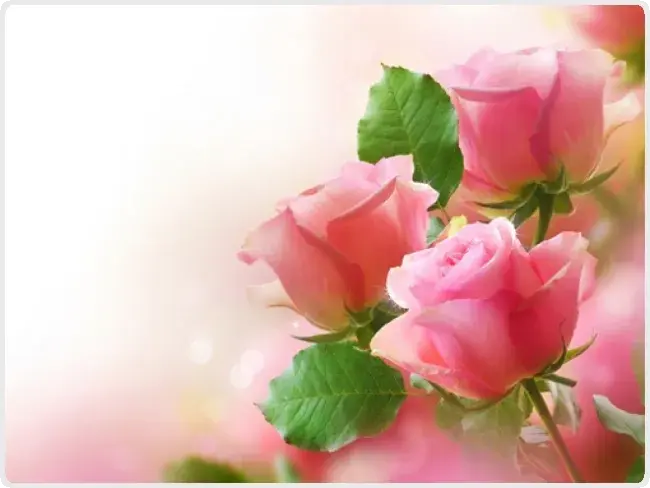 Pink Roses Puzzle Pink Roses Puzzle